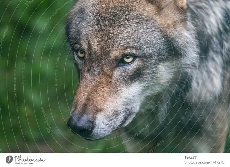 Wolf II Style Nature Animal Wild animal Animal face Zoo Adventure Aggression Contentment Colour photo Exterior shot