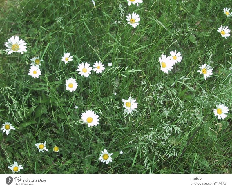 idyllic meadow Meadow Flower Grass magarites