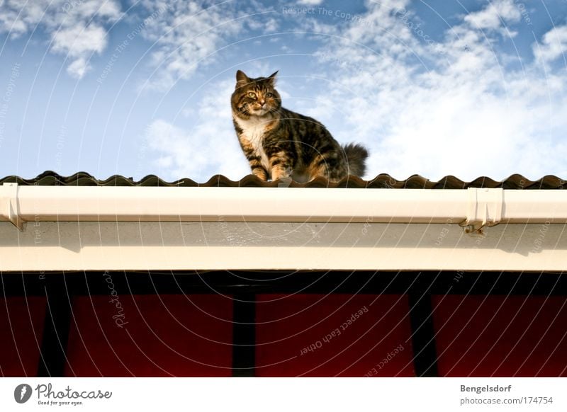 Cat on the hot tin roof Air Sky Clouds Corrugated-iron hut Roof Eaves Corrugated sheet iron Animal Pet Animal face Pelt 1 Observe Looking Colour photo