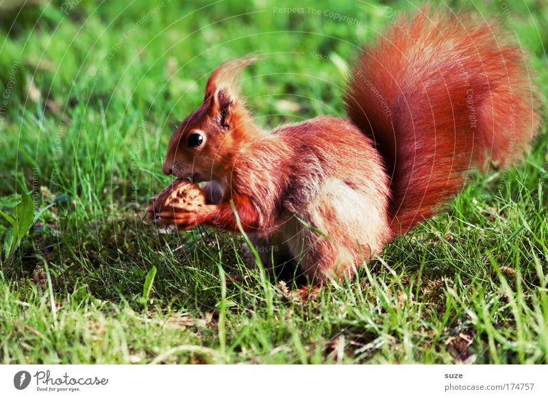 finger food Nut Walnut Environment Nature Plant Animal Grass Meadow Pelt Wild animal Squirrel 1 To feed Feeding Cute Beautiful Green Red Love of animals Rodent