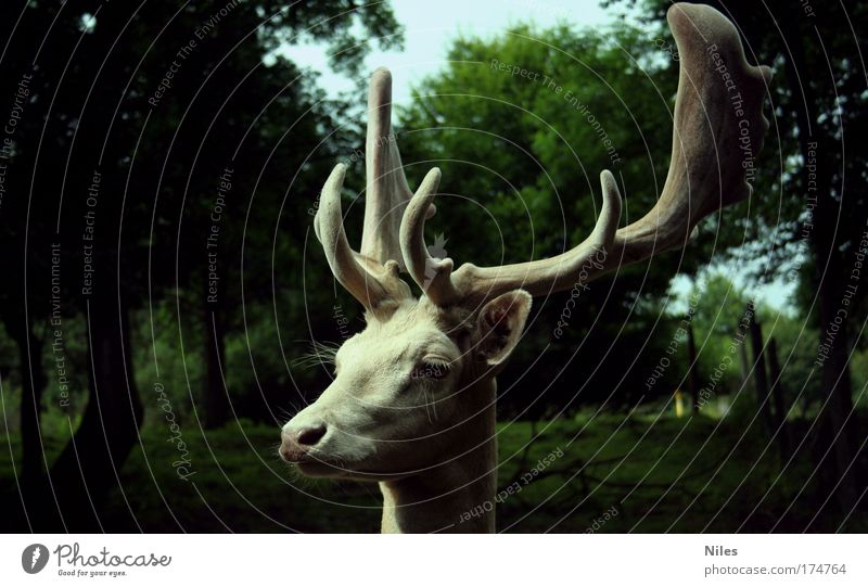 Stag in white Colour photo Exterior shot Copy Space left Copy Space right Day Shadow Central perspective Looking away Environment Nature Animal Zoo 1 To enjoy