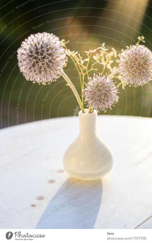 Spot on Summer Garden Table Flower Illuminate Simple Spherical Vase Flare Light (Natural Phenomenon) Beam of light Decoration Exterior shot Deserted
