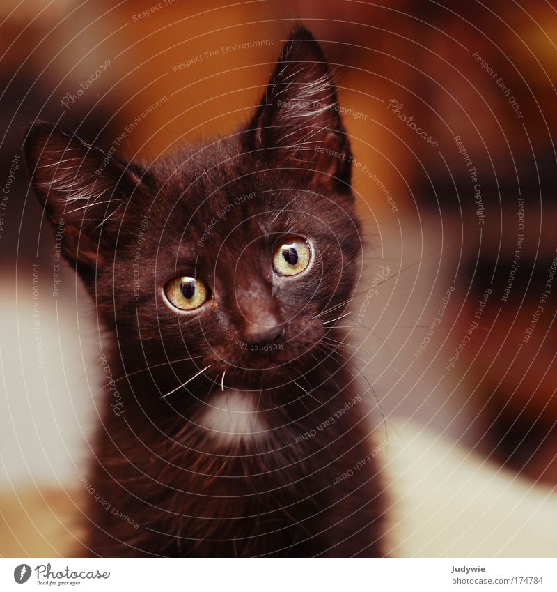 1x black tomcat ... Colour photo Interior shot Deserted Copy Space right Copy Space bottom Shallow depth of field Animal portrait Looking into the camera
