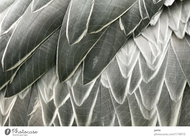 feathered Colour photo Black & white photo Exterior shot Close-up Detail Deserted Day Central perspective Animal Wild animal Bird Wing 1 Authentic Elegant