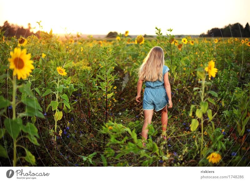 In the sunflower field Human being Feminine Child Girl Infancy 1 3 - 8 years Environment Nature Landscape Plant Summer Beautiful weather Sunflower