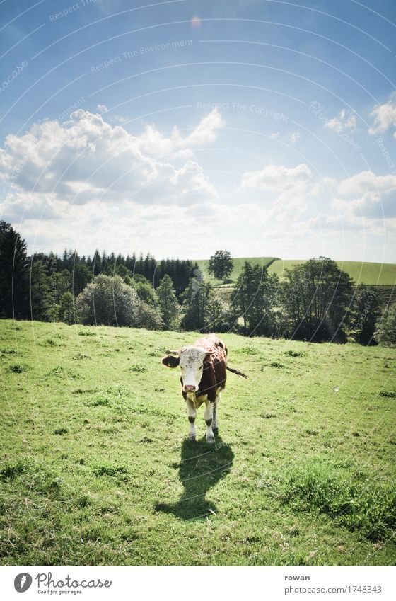moo Agriculture Forestry Landscape Sky Summer Grass Meadow Animal Cow Stand Warmth Milk Milk production Argument Looking Mountain Juicy Green Healthy Ecological