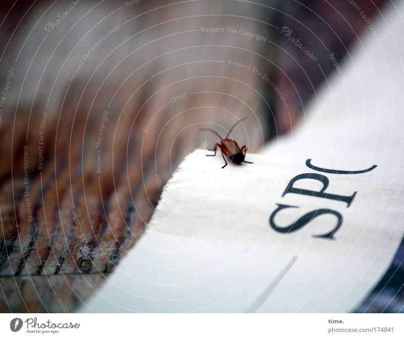 lookout Beetle Newspaper Table Brown edge Sit Wait Shadow Letters (alphabet) Undulating Thread Foreground Background picture White Inform title Category Paper