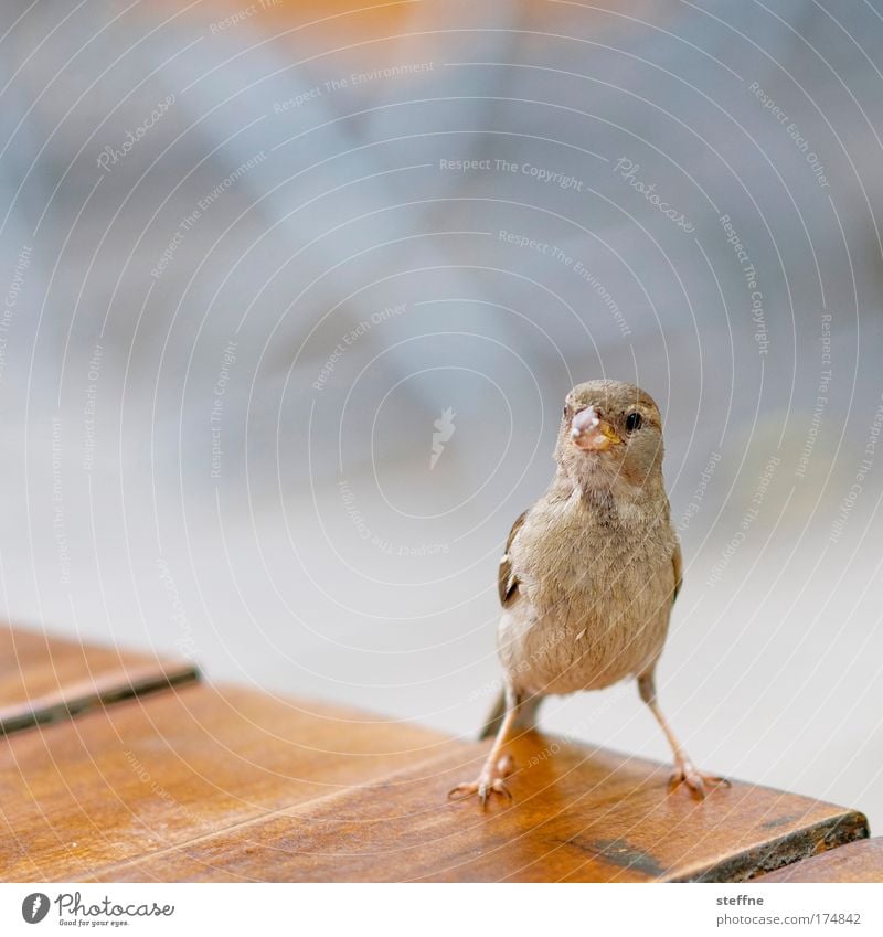 A sparrow in front of the lens is better than a deaf nut. Colour photo Exterior shot Close-up Copy Space top Day Shallow depth of field Animal portrait