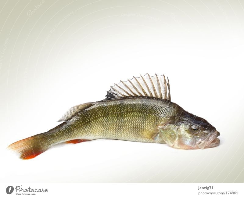 Landed. Colour photo Studio shot Copy Space top Copy Space bottom Isolated Image Neutral Background Animal portrait Profile Food Fish Fishing (Angle)