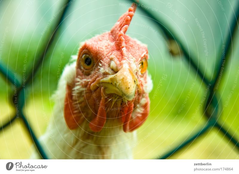 chicken Agriculture Trip Farm Gamefowl Poultry farm Barn fowl plant Animal Vacation & Travel Fence Wire netting fence Eyes Looking Perspective Opinion