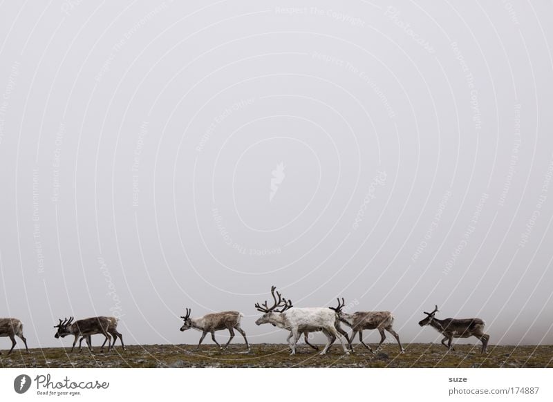 Reindeer in fog Environment Nature Landscape Plant Animal Fog Fjeld Wild animal Group of animals Herd Walking Hiking Brown Gray Finland Norway Lapland Seed