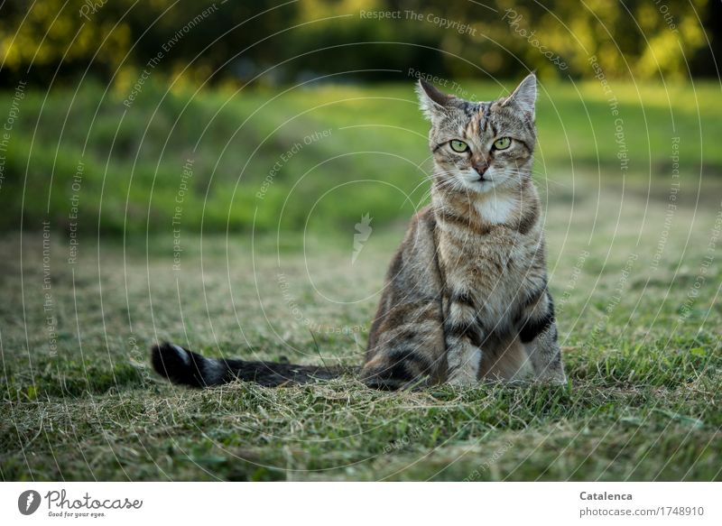 Cat on mowed meadow Nature Animal Grass Meadow Pet 1 Observe Sit pretty Brown Yellow Green Black Freedom Innocent Colour photo Multicoloured Exterior shot