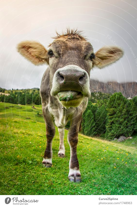 Moo cow Nature Landscape Clouds Summer Fog Meadow Field Forest Hill Rock Alps Mountain Animal Farm animal Cow 1 Stand South Tyrol Alpine pasture Mountain meadow