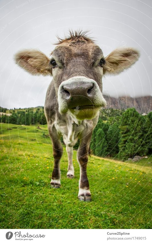 Moo cow Nature Clouds Summer Fog Meadow Field Forest Hill Rock Alps Mountain Animal Farm animal Cow 1 Stand South Tyrol Snout Gray Green Pelt Colour photo