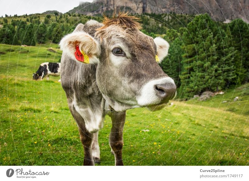 Moo cow Nature Summer Meadow Field Forest Hill Rock Mountain Animal Farm animal Cow 2 To feed Looking Stand South Tyrol Alpine pasture Mountain meadow