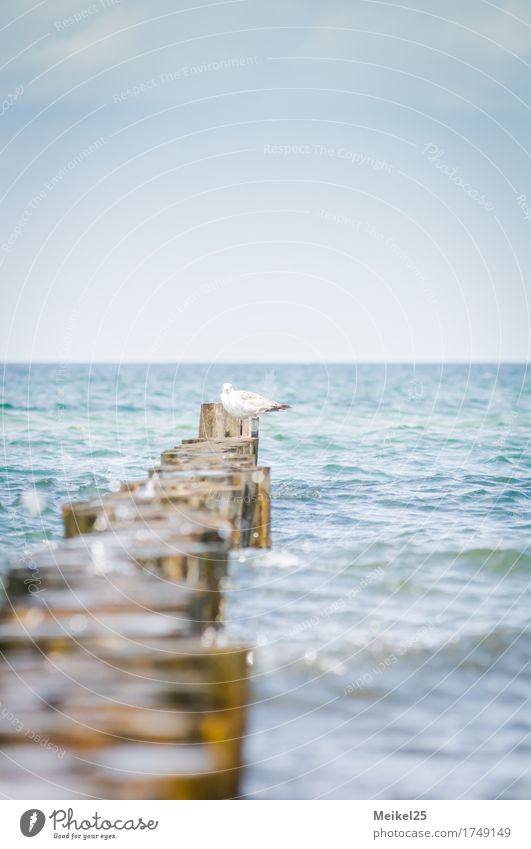 Seagull on the beach Summer vacation Beach Ocean Nature Water Sky Baltic Sea Bird Positive Moody Happy Warm-heartedness Peace Vacation & Travel Colour photo Day