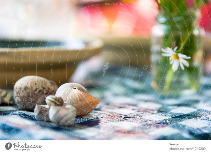 dished up Plant Flower Garden Snail Esthetic Moody Nature Colour photo Exterior shot Close-up Deserted Copy Space left Copy Space right Copy Space top Day