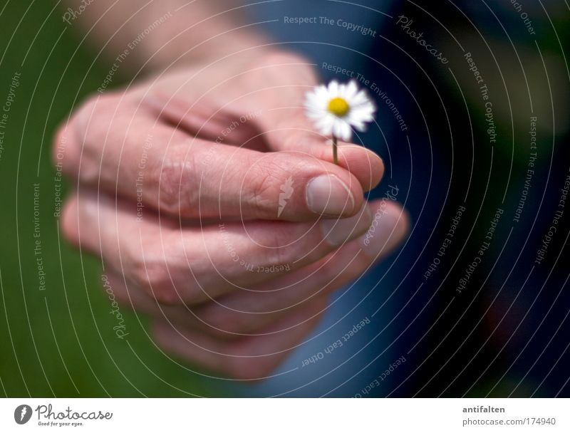 Small gesture Happy Human being Masculine Man Adults Arm Hand Fingers 1 Nature Flower Daisy Sign Friendliness Good Positive Beautiful Blue Yellow Green White