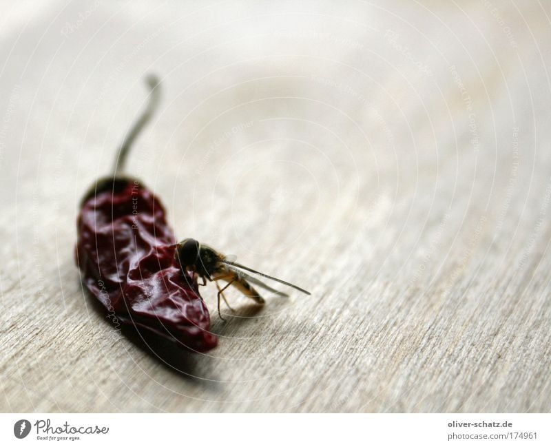 sting meets chili Colour photo Interior shot Close-up Detail Macro (Extreme close-up) Copy Space right Food Herbs and spices Chili Animal Wing Wasps Bee