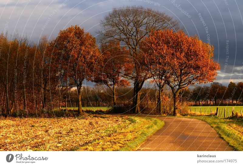 autumn road Environment Nature Landscape Sky Storm clouds Sunlight Autumn Weather Bad weather Tree Grass Field "rural,pasture,field," Street Lanes & trails