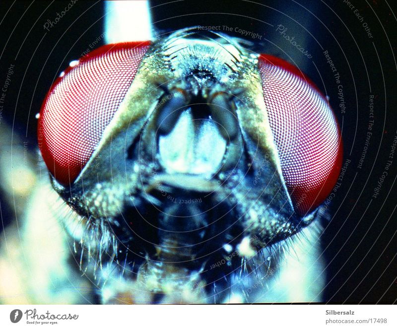 fly portrait Insect Fly flycatcher insect eyes Flying