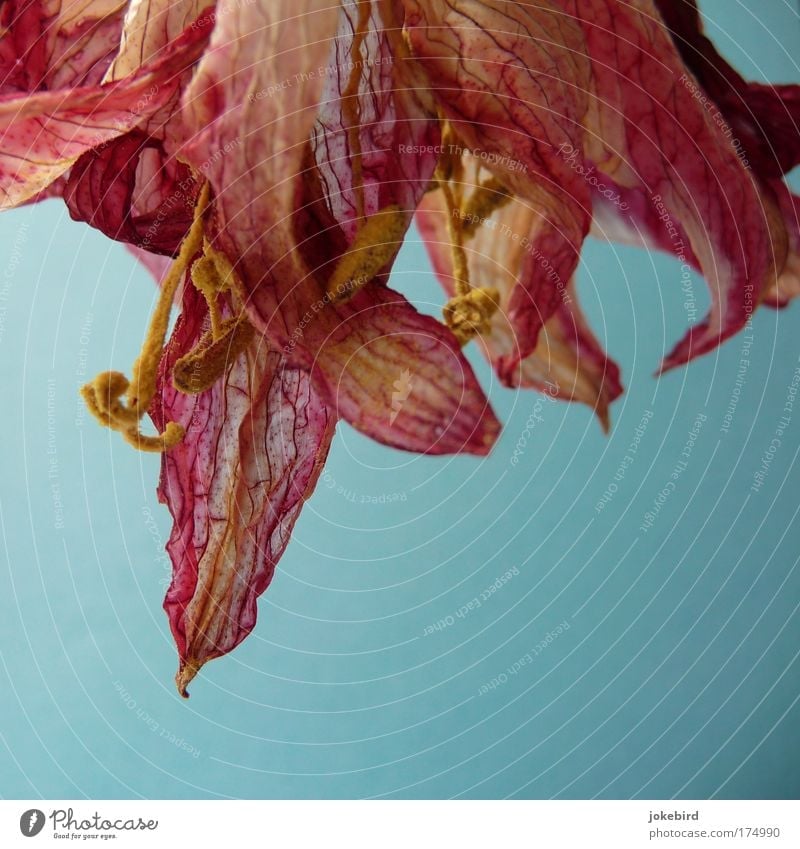 dried beauty Flower Blossom Pollen Stamen Pistil Amaryllis Faded To dry up Growth Fragrance Beautiful Dry Blue Yellow Pink Transience Shriveled Dried