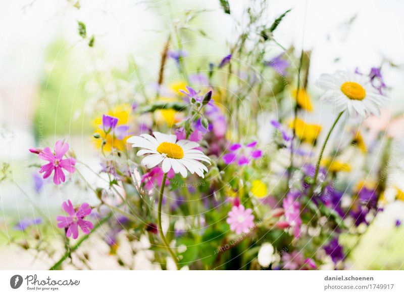 table decoration Summer Plant Flower Grass Leaf Fragrance Friendliness Fresh Bright Multicoloured Yellow Green Violet Pink White Colour photo Light High-key