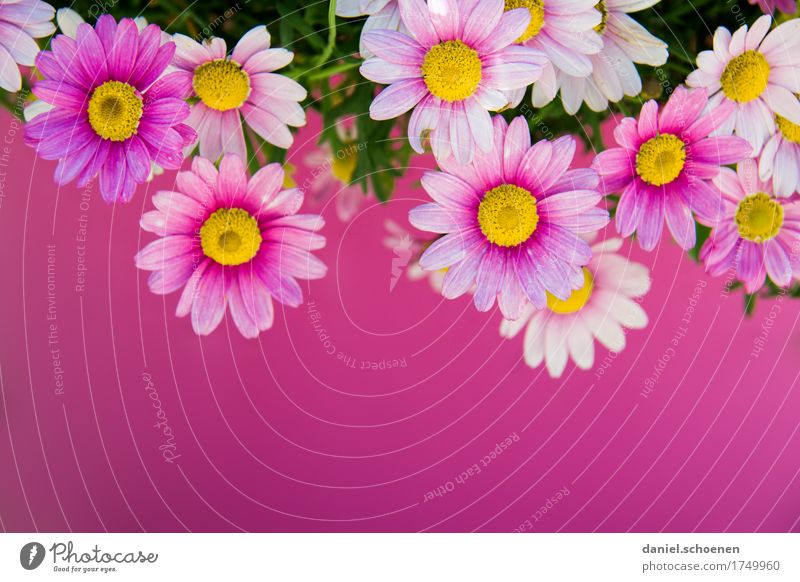 Pretty in pink Plant Summer Flower Blossom Beautiful Pink Colour photo Multicoloured Copy Space bottom