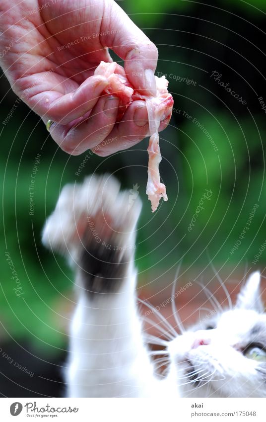 Meat! Colour photo Exterior shot Close-up Day Motion blur Upward Hand 1 Human being Animal Ring Pet Cat Catch To feed Feeding To enjoy Hunting Looking Delicious