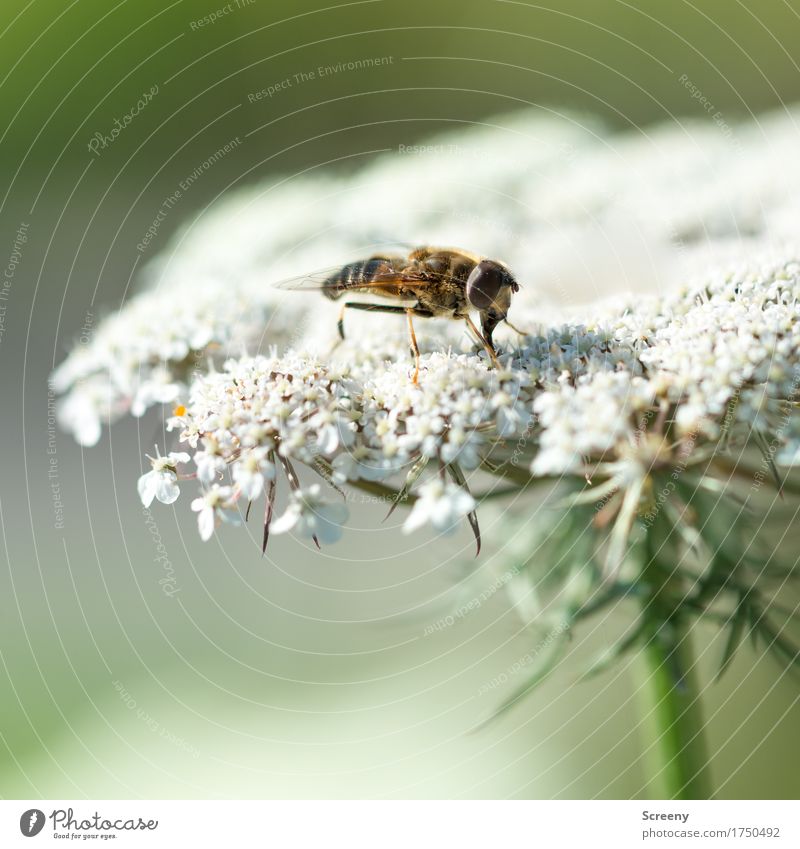 landing platform Nature Plant Animal Summer Flower Bushes Meadow Insect 1 Sit Small Hover fly Colour photo Exterior shot Macro (Extreme close-up) Deserted Day
