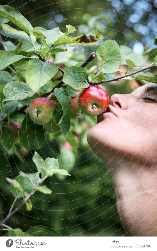 Woman kisses red apple on the tree Apple Nutrition Adults Life Face 1 Human being 30 - 45 years Nature Summer Autumn Beautiful weather Tree Agricultural crop