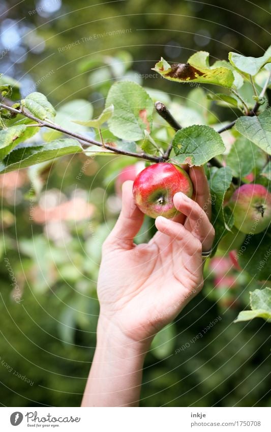 apple harvest Apple Nutrition Organic produce Hand 1 Human being Summer Autumn Beautiful weather Agricultural crop Apple tree Fresh Healthy Natural Juicy Green
