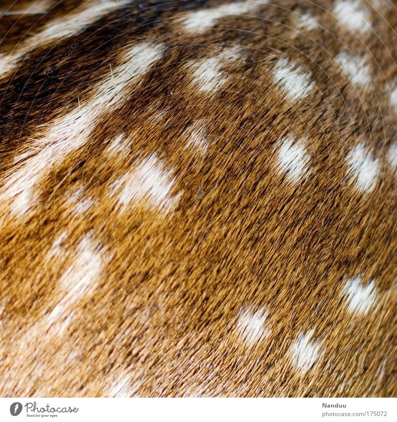 Score (>400) Nature Wild animal 1 Animal Baby animal Warmth Soft Beginning Fawn Pelt Detail Point Pattern Structures and shapes Background picture