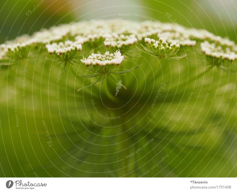 summer flower Nature Plant Summer Blossom Esthetic Friendliness Happiness Natural Positive Beautiful Green White Colour photo Subdued colour Deserted Day Blur