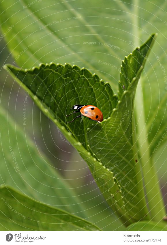 A small step forward Nature Foliage plant Ladybird 1 Animal Crawl Small Natural Green Red Black Stride Colour photo Macro (Extreme close-up) Copy Space top