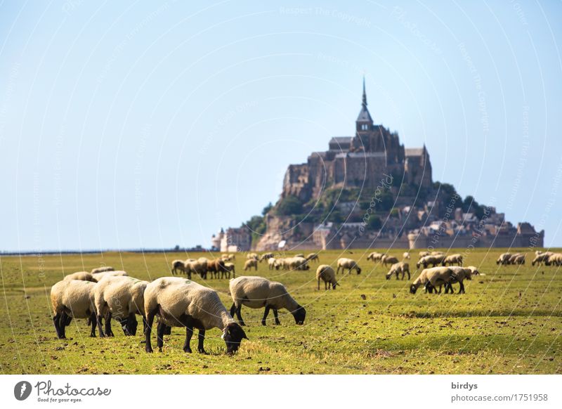 Mont-Saint-Michel and the sheep Vacation & Travel Tourism Summer vacation Landscape Cloudless sky Beautiful weather Meadow Mountain Island France Church