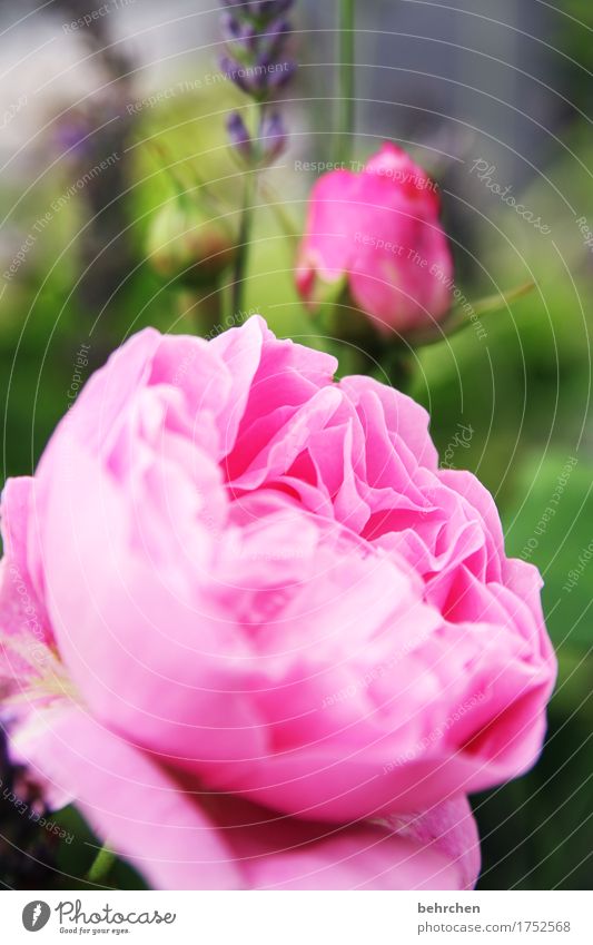 master master... Nature Plant Summer Beautiful weather Leaf Blossom Foliage plant Rose Garden Park Meadow Blossoming Fragrance Pink Summery Bud Rose leaves