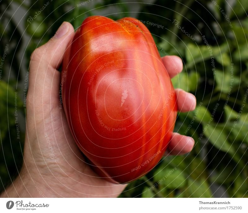 Andean Horn Tomato Food Vegetable Nutrition Organic produce Hand Nature Agricultural crop Esthetic Juicy Red Contentment Andean horn Andean squirrel