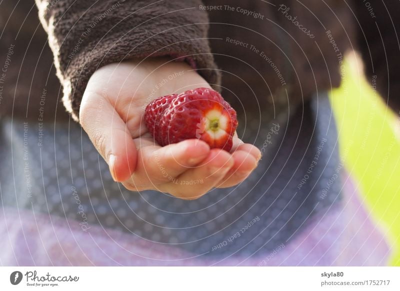 pick-me-up Strawberry by hand Children`s hand Harvest fruit Offer Thanksgiving share Give Nutrition Food Vegetarian diet Organic produce Fresh Delicious