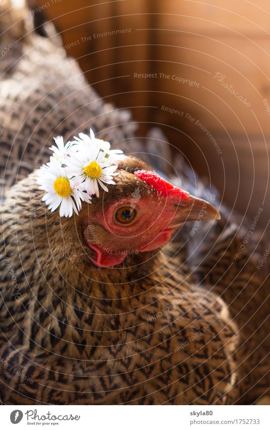 ready for dispatch chicken - a Royalty Free Stock Photo from Photocase