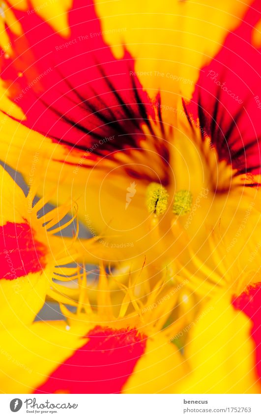 on fire Nature Plant Summer Flower Blossom Nasturtium Blossoming Aggression Yellow Red Beautiful Splendid Intensive Prongs Point Delicate Pistil Focus on