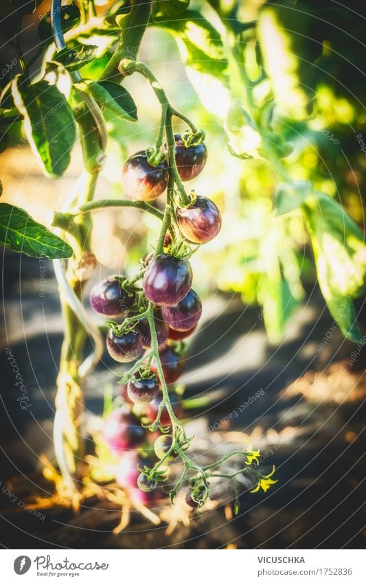 Purple tomatoes in the garden Design Healthy Eating Life Summer Garden Nature Plant Tomato Garden Bed (Horticulture) Harvest Organic produce Colour photo