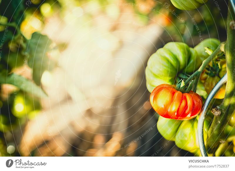 tomato plants in garden Food Vegetable Lifestyle Design Healthy Eating Summer Garden Nature Beautiful weather Plant Vitamin Tomato Organic produce Exterior shot