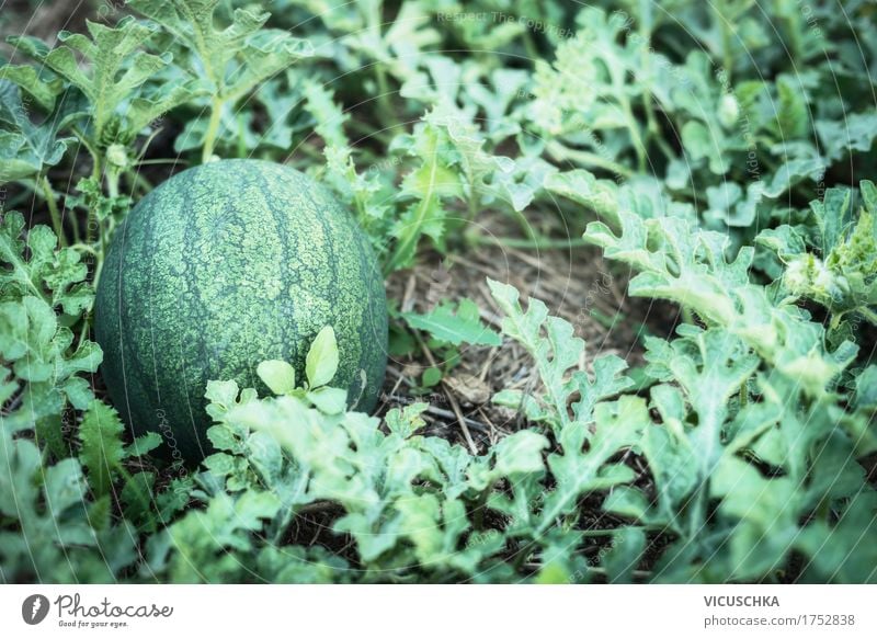 Watermelon plant in the garden Lifestyle Design Healthy Eating Summer Garden Nature Autumn Beautiful weather Plant Water melon Garden Bed (Horticulture) Leaf
