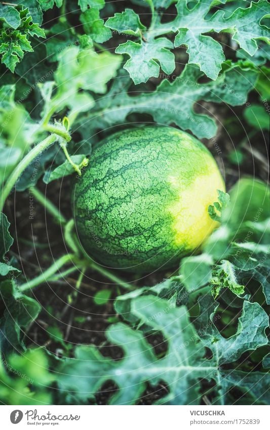 Watermelon on garden bed Food Fruit Lifestyle Design Healthy Eating Summer Garden Nature Water melon Garden Bed (Horticulture) Organic produce Plant Harvest