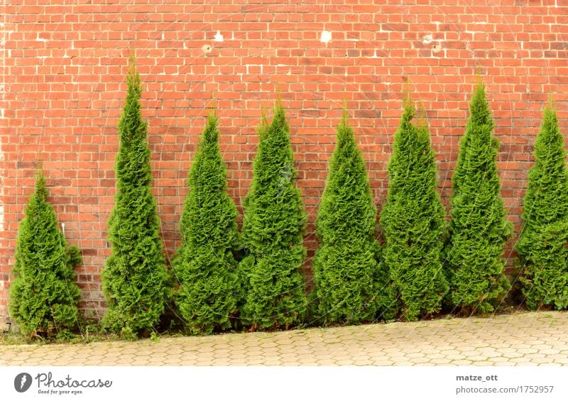Execution of the Conifers Plant Foliage plant Bushes Tree Garden Town Places Wall (barrier) Wall (building) Backyard Brick wall Brick facade Green Leaf Branch
