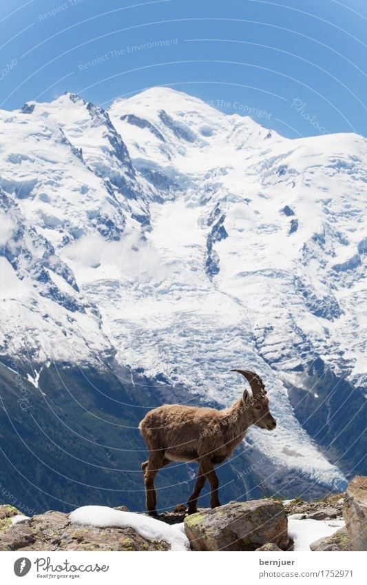 Capricorn in the French Alps Summer Snow Mountain Nature Landscape Animal Spring Meadow Rock Glacier Cold Blue graze Alpine Chamonix Europe Ice Cor anglais