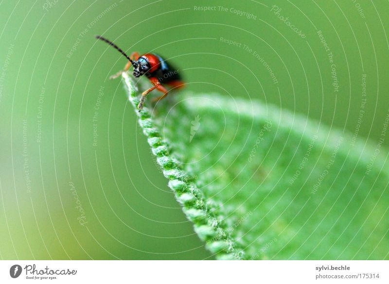 high up Nature Plant Animal Wild animal Beetle Observe Crawl Looking Small Green Red Black Colour photo Multicoloured Exterior shot Close-up