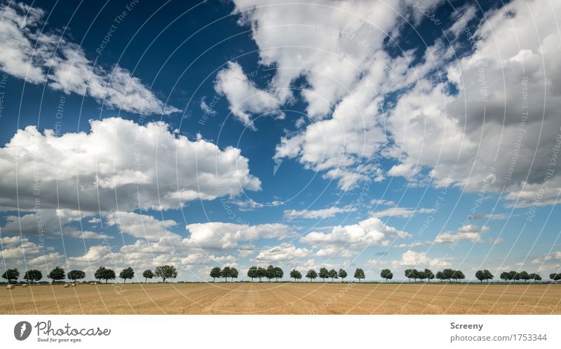 highway Nature Landscape Plant Sky Cloudless sky Summer Autumn Weather Beautiful weather Tree Field Calm Lanes & trails Country road Colour photo Exterior shot