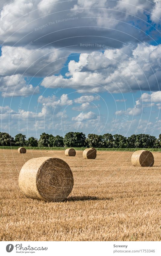 Rolls and clouds #2 Nature Landscape Plant Elements Earth Sky Clouds Summer Autumn Beautiful weather Field Round Blue Brown Yellow Agriculture Hay bale